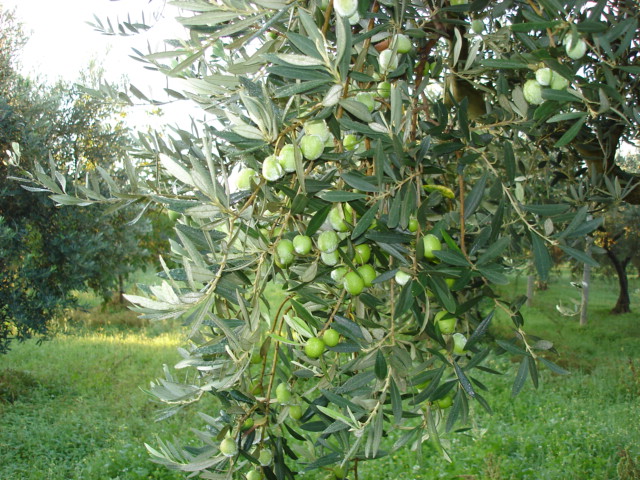nocellara